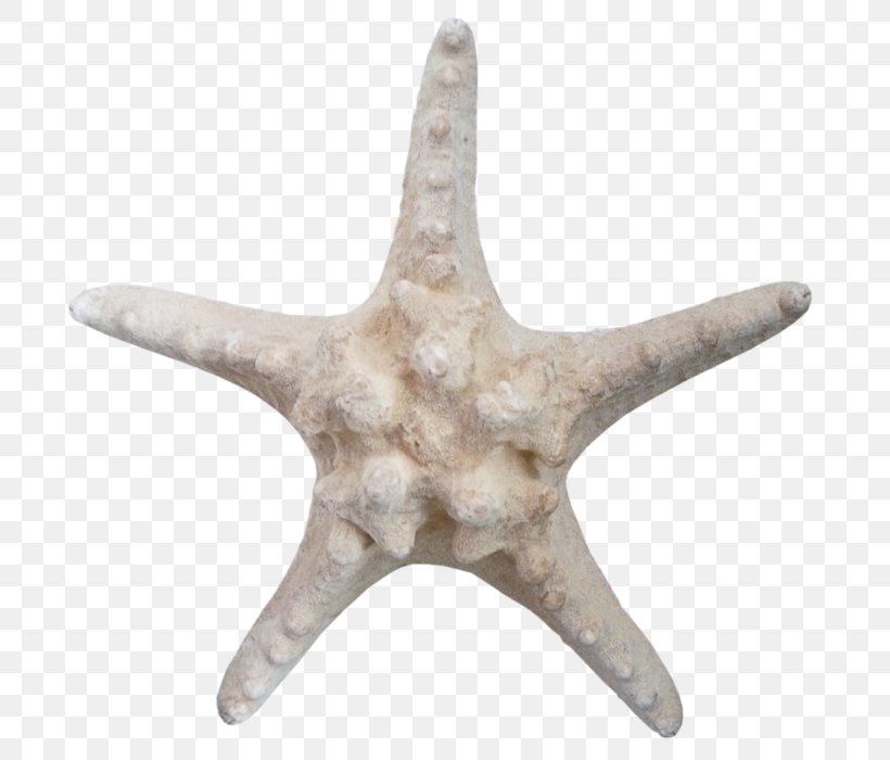 Starfish Echinoderm Brown, PNG, 700x700px, Starfish, Brown, Color, Data Compression, Designer Download Free