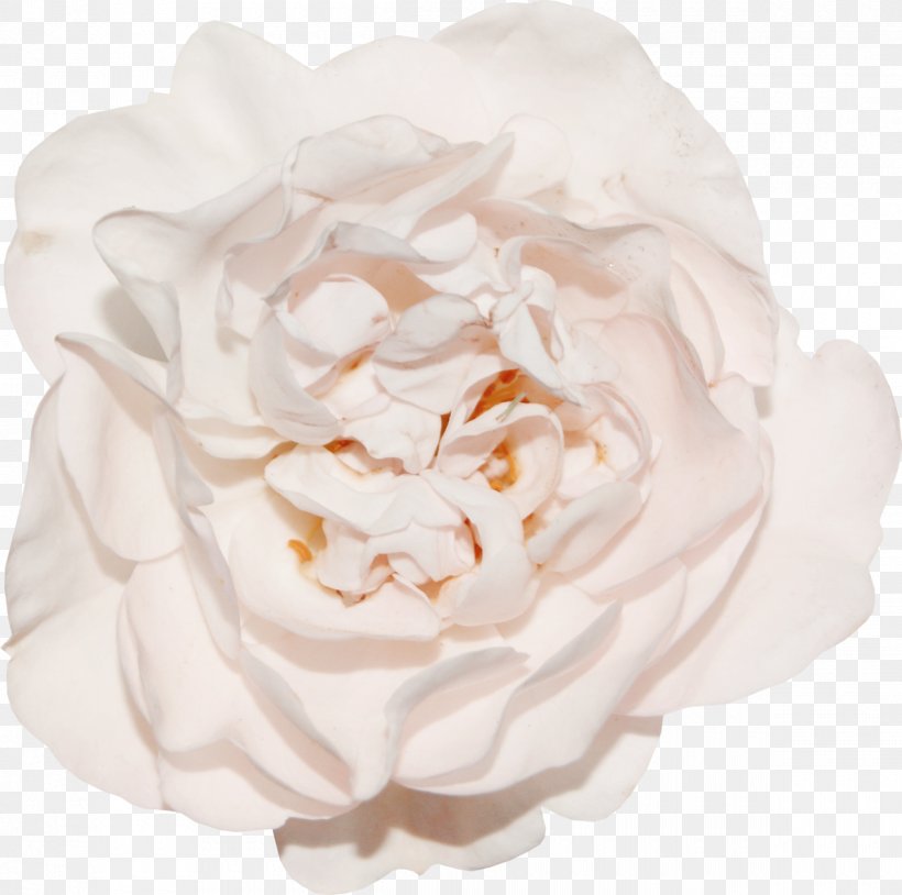 Garden Roses Cabbage Rose Google Images Floribunda, PNG, 1200x1192px, Garden Roses, Cabbage Rose, Copyright, Cut Flowers, Floribunda Download Free