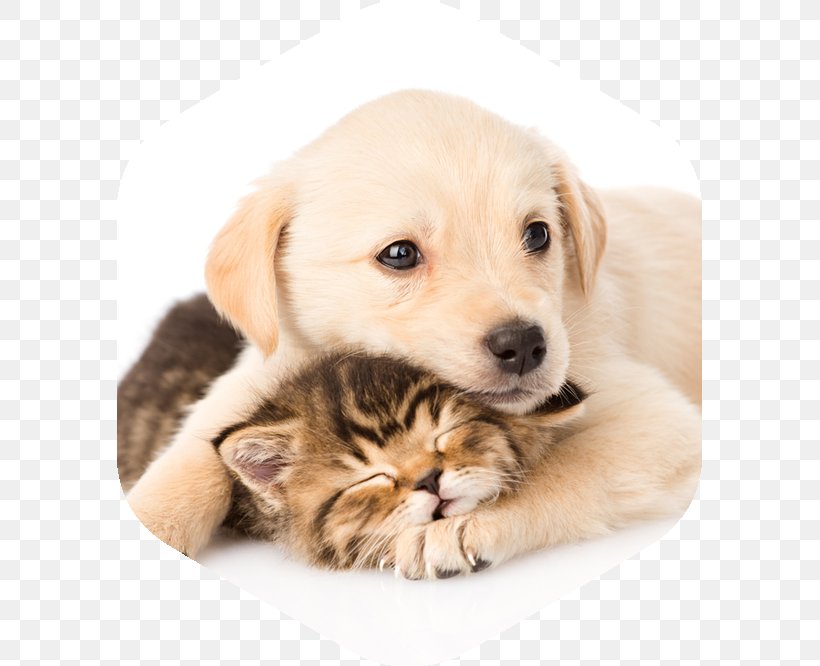 Labrador Retriever Puppy Whiskers Kitten Golden Retriever, PNG, 585x666px, Labrador Retriever, Cane Corso, Carnivoran, Cat, Cat Like Mammal Download Free