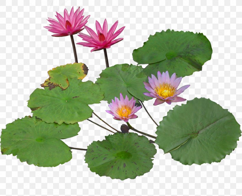 Nelumbo Nucifera Pygmy Water-lily Aquatic Plant, PNG, 907x735px, Nelumbo Nucifera, Annual Plant, Aquatic Plant, Chrysanths, Daisy Family Download Free