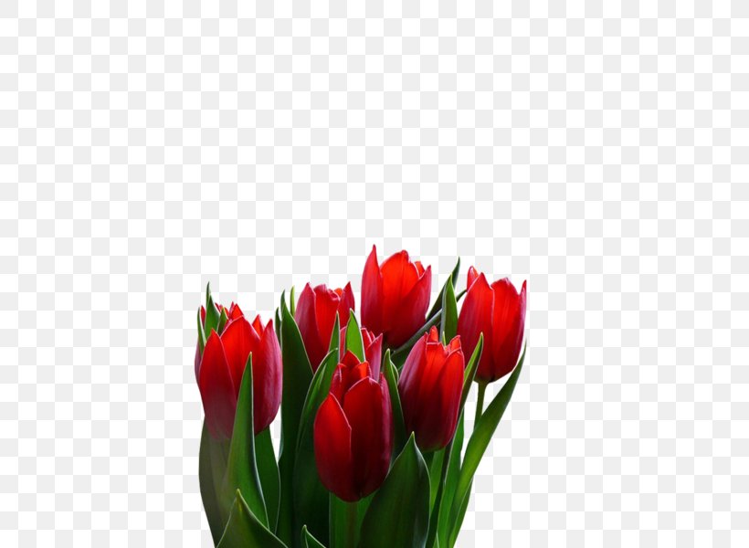 Tulip Floristry Cut Flowers Petal, PNG, 600x600px, Tulip, Bud, Cut Flowers, Floristry, Flower Download Free