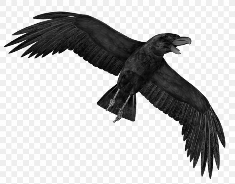 Crows Display Resolution Clip Art, PNG, 1000x786px, Crows, Accipitriformes, Bald Eagle, Bbcode, Beak Download Free