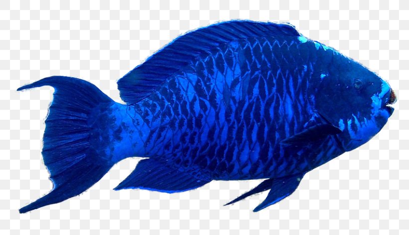Blue Parrotfish Aquarium Marine Mammal, PNG, 800x471px, Parrotfish, Aquarium, Beak, Blue, Blue Parrotfish Download Free