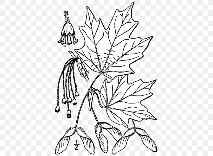 Sugar Maple Maple Leaf Coloring Book Silver Maple Tree, PNG, 423x600px, Sugar Maple, Acer Nigrum, Aceraceae, Autumn Leaf Color, Bark Download Free