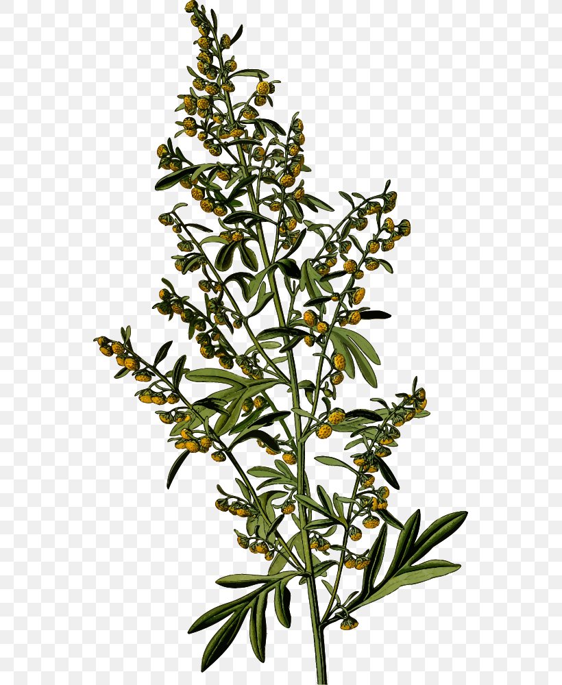 Sweet Wormwood Common Wormwood Mugwort Absinthe Plant, PNG, 547x1000px, Sweet Wormwood, Absinthe, Artemisia Afra, Botany, Branch Download Free