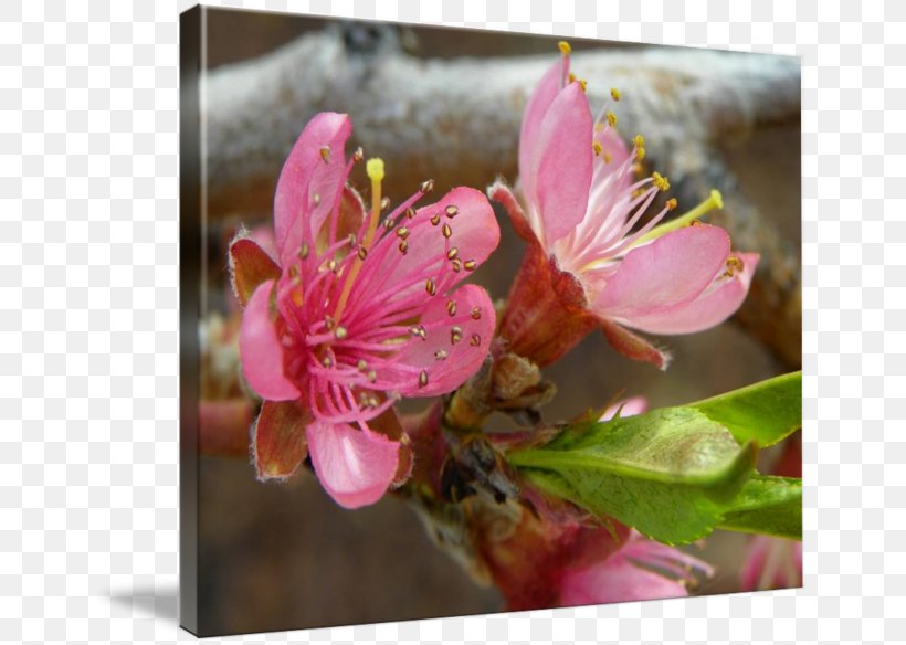 Cherry Blossom Flower Common Daisy Petal, PNG, 650x584px, Blossom, Annual Plant, Chamaemelum, Cherry Blossom, Chrysanthemum Download Free