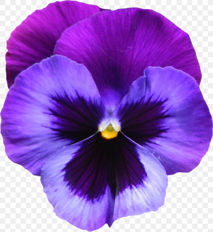 Sweet Violet Flower Purple Clip Art, PNG, 940x1023px, Sweet Violet, African Violets, Color, Flower, Flowering Plant Download Free
