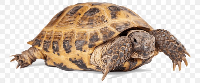 Turtle Reptile Russian Tortoise Common Tortoise, PNG, 2400x1000px, Turtle, African Spurred Tortoise, Animal Figure, Box Turtle, Chelydridae Download Free