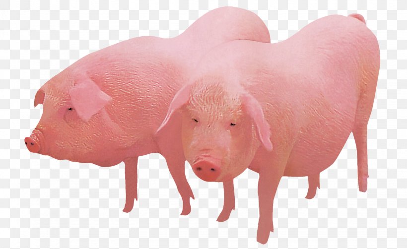 Domestic Pig Pig Farming, PNG, 1535x941px, Domestic Pig, Alibaba Group, Alibabacom, Farm, Import Download Free
