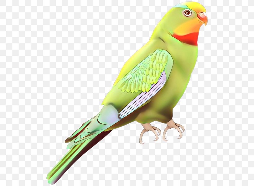 Lovebird Parakeet Finches Feather Beak, PNG, 528x600px, Lovebird, Beak, Bird, Bird Supply, Budgie Download Free