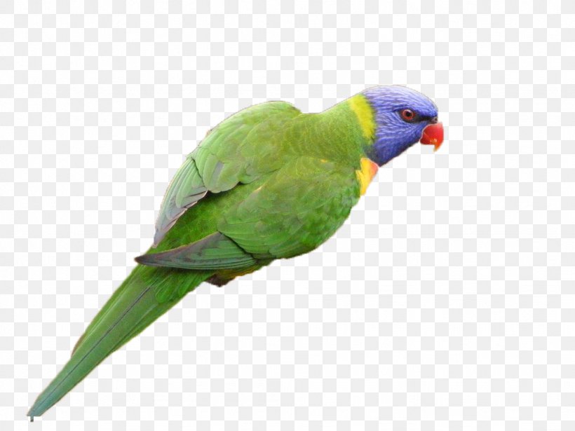 Parrot Lovebird, PNG, 1024x768px, Parrot, Beak, Bird, Common Pet Parakeet, Fauna Download Free
