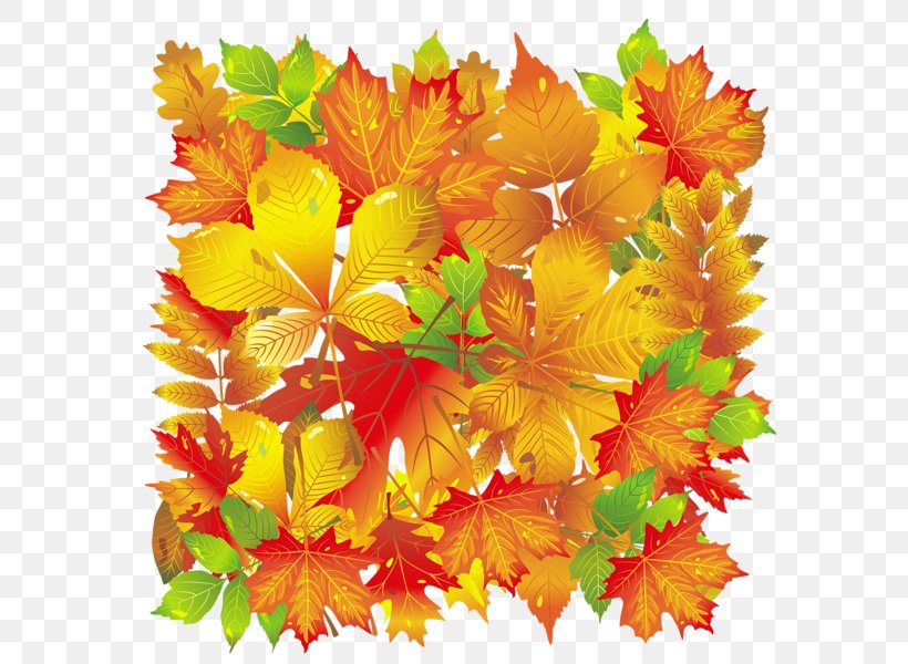 Autumn Leaf Color Autumn Leaves, PNG, 599x600px, Leaf, Autumn, Autumn Leaf Color, Autumn Leaves, Flora Download Free
