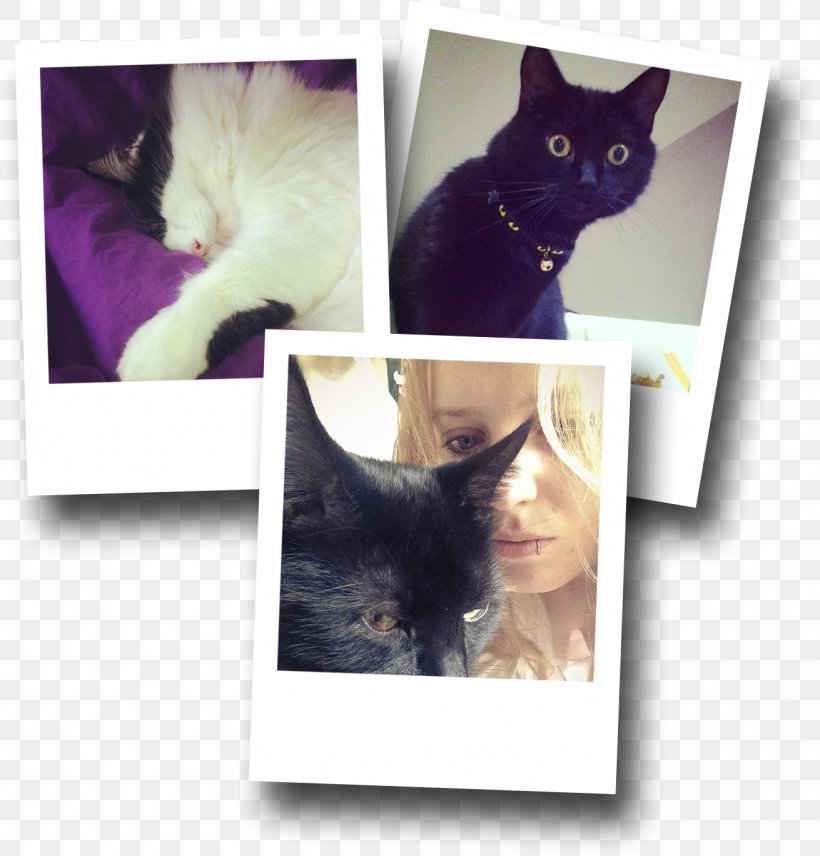 Black Cat Kitten Whiskers Fur, PNG, 1311x1369px, Black Cat, Carnivoran, Cat, Cat Like Mammal, Fur Download Free