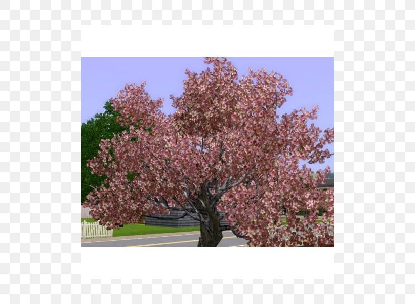 Cherry Blossom Prunus Shrub ST.AU.150 MIN.V.UNC.NR AD, PNG, 800x600px, Cherry Blossom, Blossom, Cherry, Flower, Plant Download Free