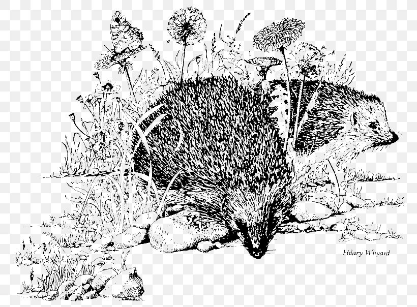 Domesticated Hedgehog Know Your Hedgehog: The Basic Facts And Much More Hedgehog Home Porcupine Hedgehog Care, PNG, 800x604px, Domesticated Hedgehog, Black And White, Book, Branch, Carnivoran Download Free