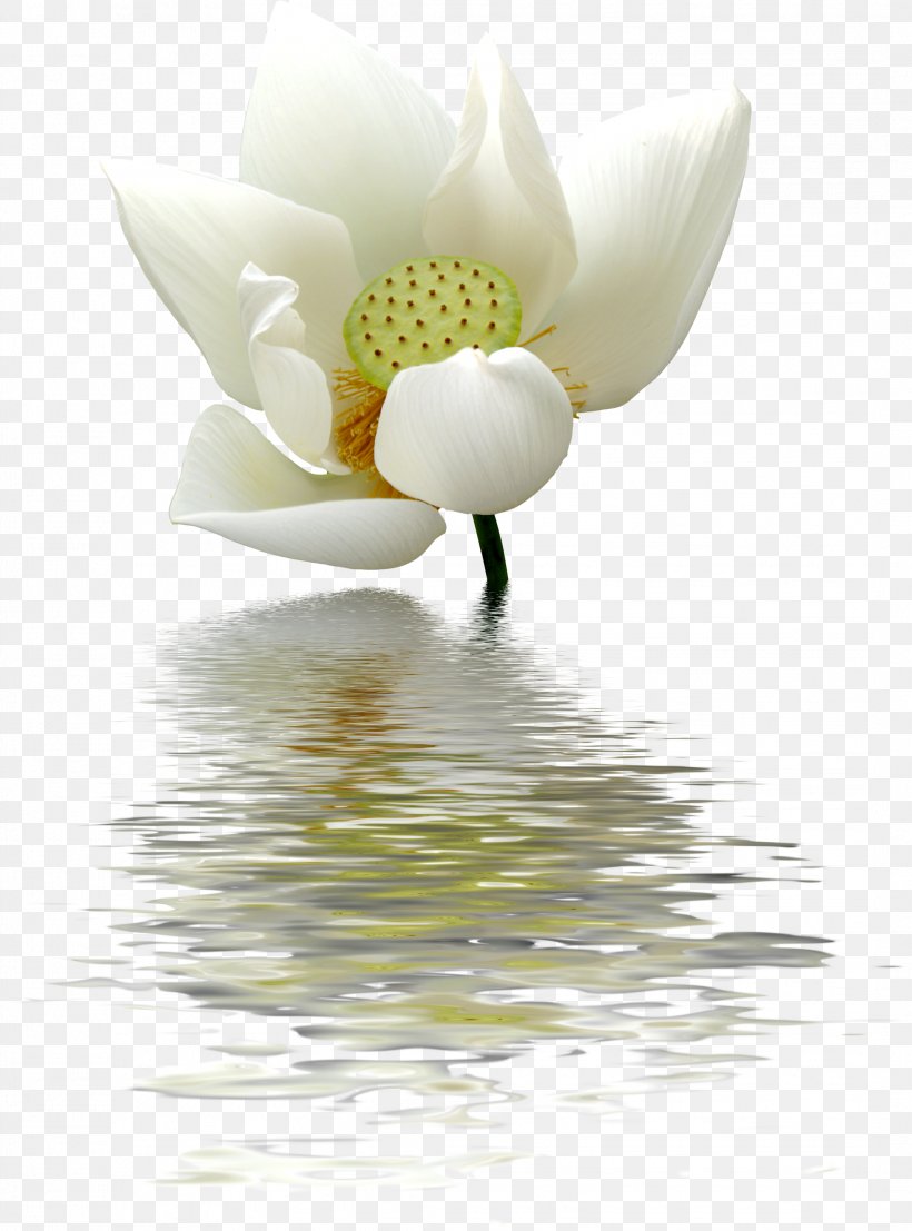 Nelumbo Nucifera Water Lily White Flower, PNG, 2139x2888px, Nelumbo Nucifera, Aquatic Plants, Close Up, Flower, Flowering Plant Download Free