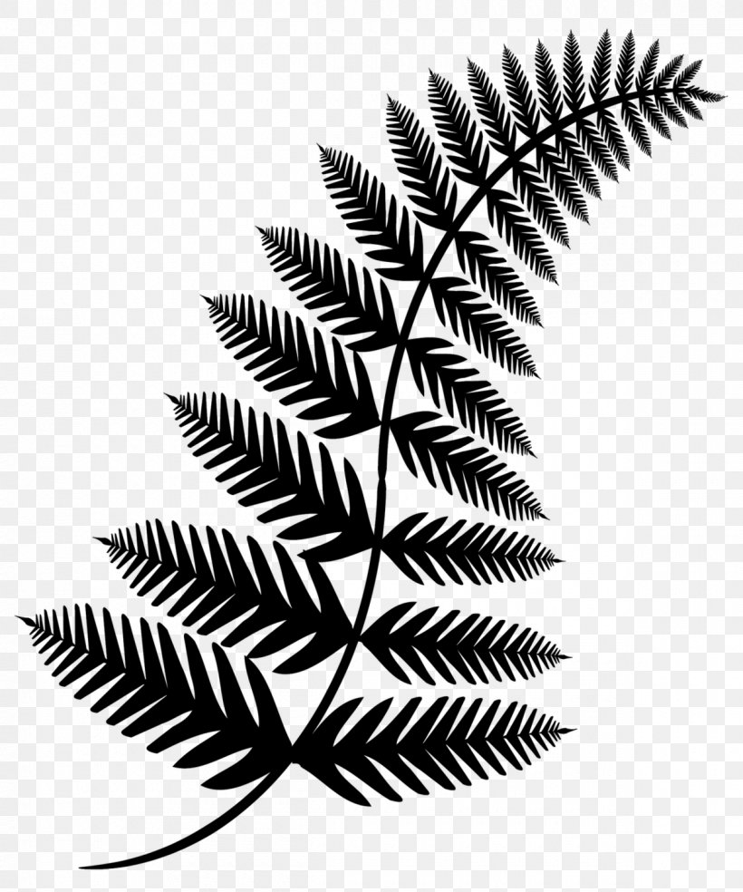 Symmetry Black & White, PNG, 1200x1440px, Symmetry, Black White M, Blackandwhite, Botany, Branch Download Free