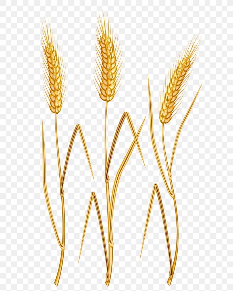Vector Graphics Ear Clip Art Cereal Common Wheat, PNG, 768x1024px, Ear, Barley, Cereal, Cereal Germ, Commodity Download Free