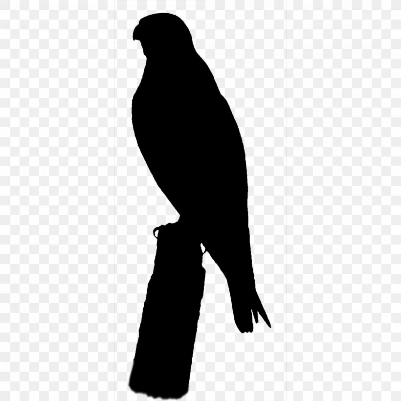 Beak Bird Of Prey Silhouette, PNG, 2000x2000px, Beak, Accipitriformes, Bird, Bird Of Prey, Blackandwhite Download Free