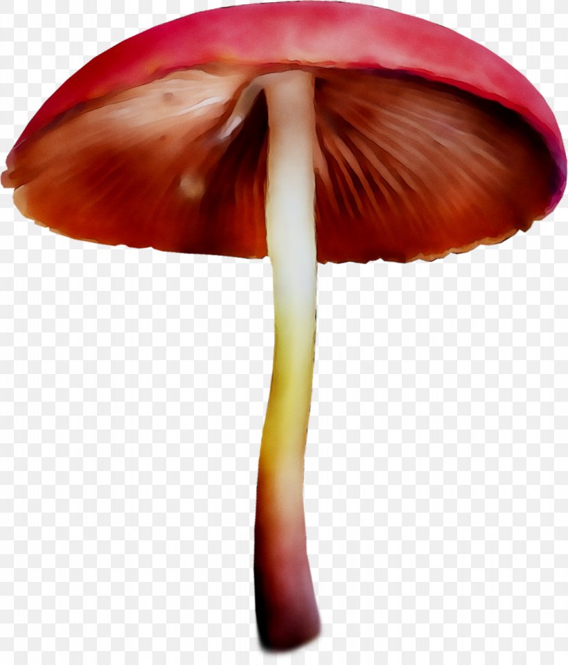 Clitocybe Nuda Edible Mushroom Fungus Lepista, PNG, 1093x1280px, Clitocybe Nuda, Agaric, Agaricaceae, Agaricomycetes, Agaricus Download Free