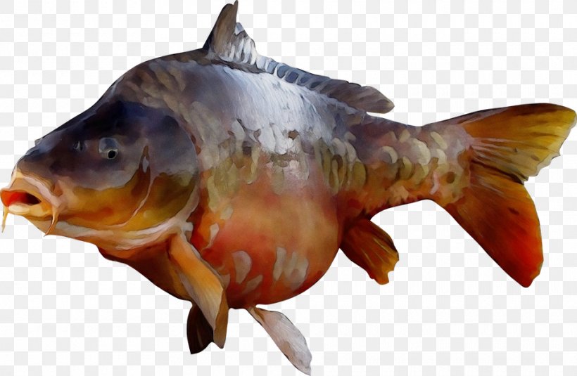Fish Fish Carp Bony-fish Goldfish, PNG, 960x627px, Watercolor, Bonyfish, Carp, Fish, Goldfish Download Free