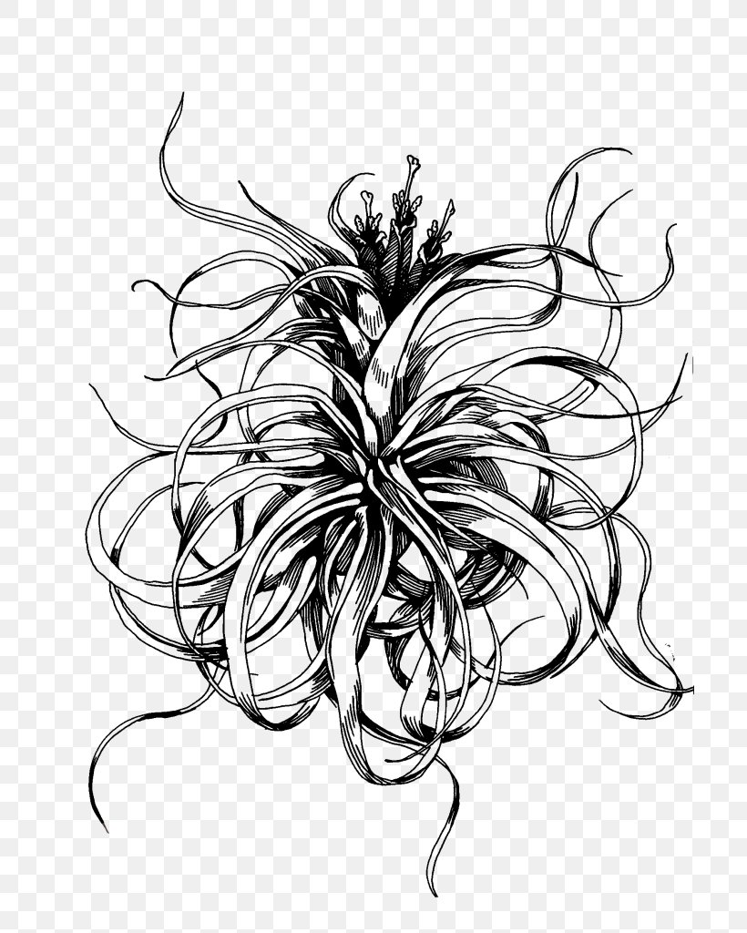 India Flower Background, PNG, 705x1024px, Drawing, Art, Blackandwhite, Botany, Croquis Download Free