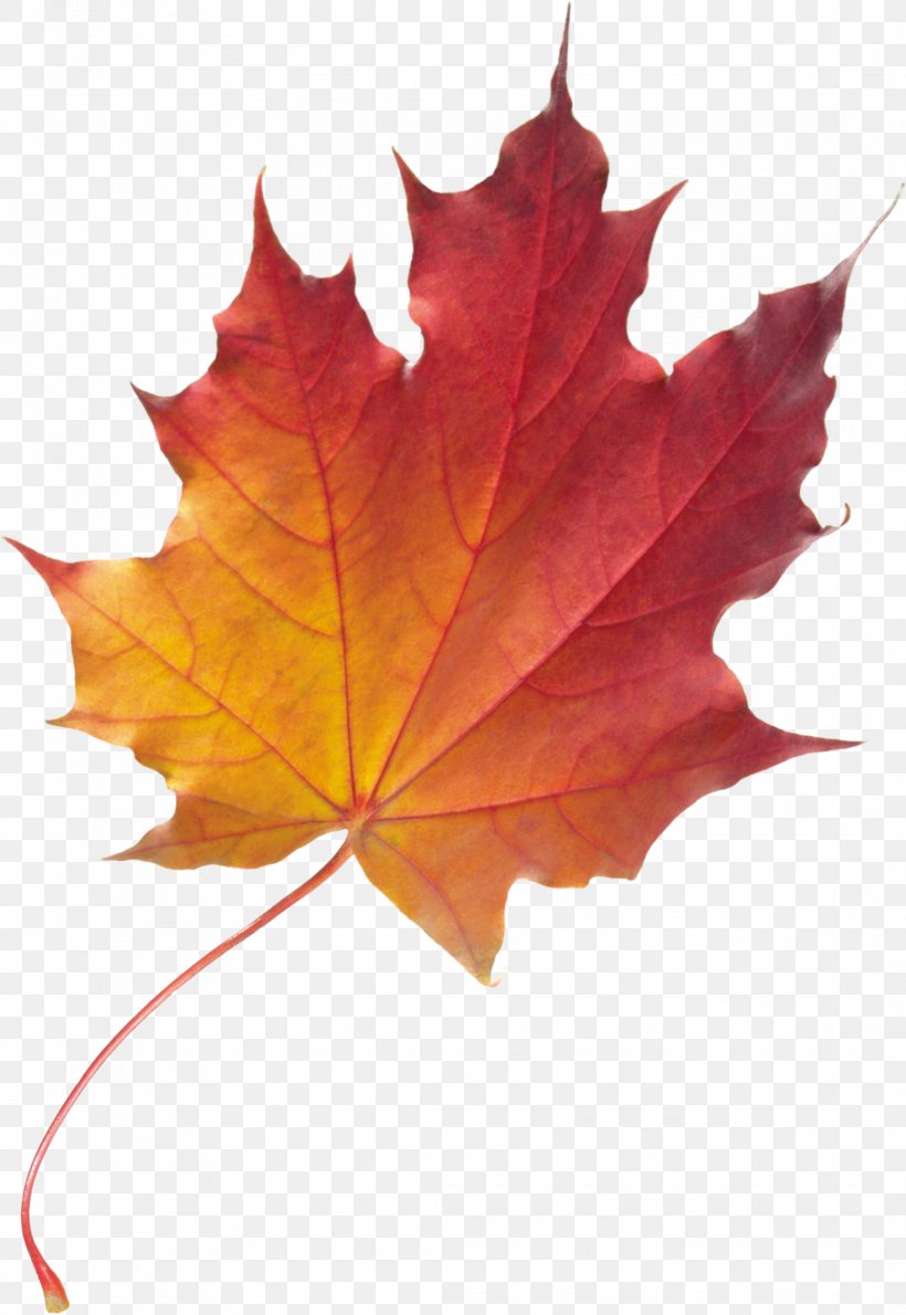 Maple Leaf Autumn Leaf Color, PNG, 2136x3101px, Leaf, Autumn, Autumn Leaf Color, Color, Maple Download Free