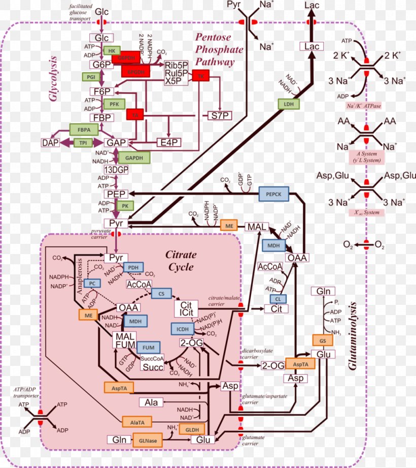 Max Planck Institute For Dynamics Of Complex Technical Systems Metabolic Pathway Metabolism Biochemistry Metabolite, PNG, 1019x1145px, Metabolic Pathway, Area, Biochemistry, Cell, Chemical Reaction Download Free