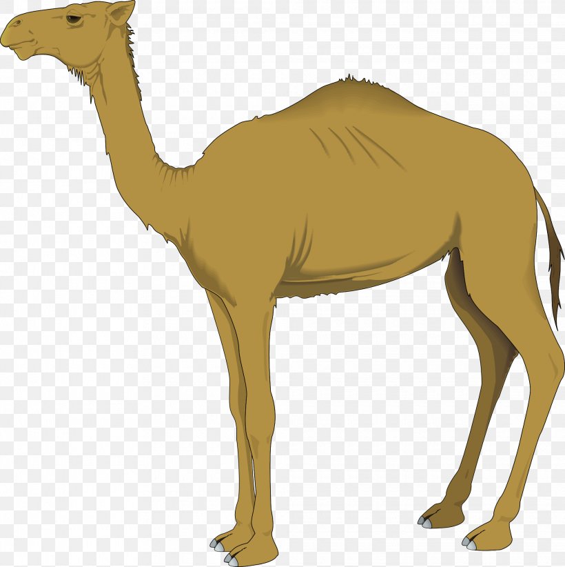 Bactrian Camel Dromedary Clip Art, PNG, 2020x2027px, Bactrian Camel, Arabian Camel, Camel, Camel Like Mammal, Drawing Download Free