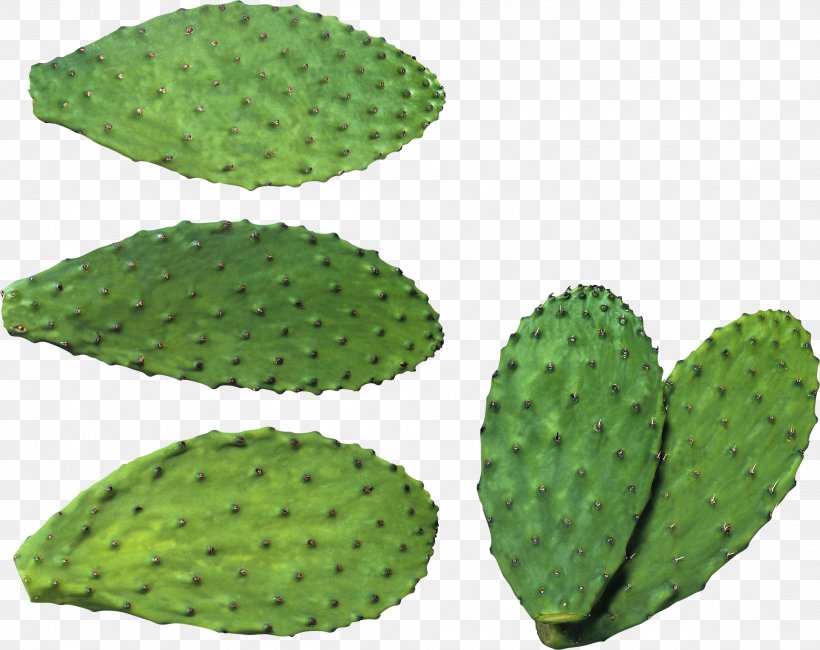 Cactaceae Clip Art, PNG, 2196x1743px, Cactaceae, Barbary Fig, Cactus, Caryophyllales, Cutting Download Free