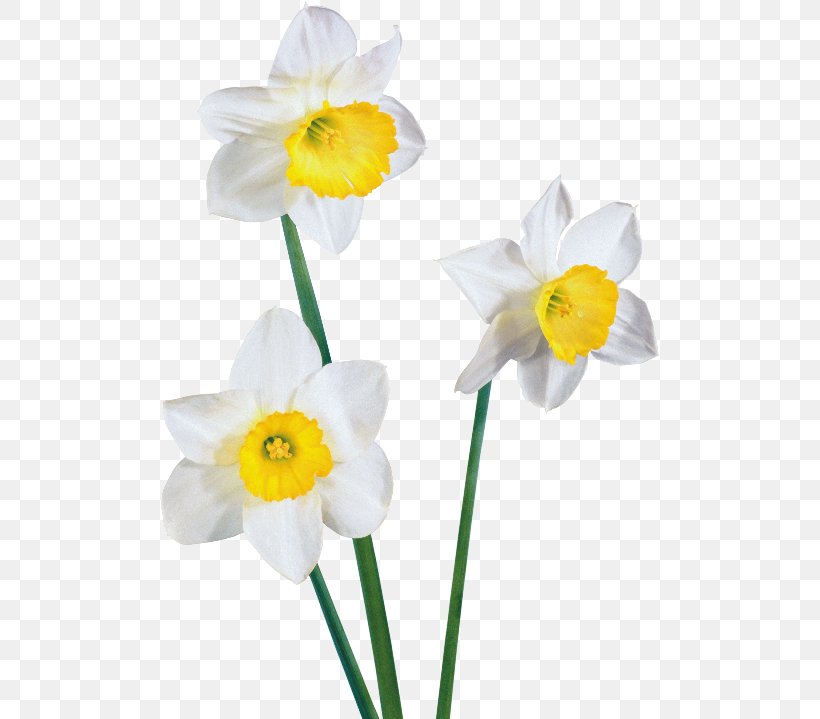 Daffodil Clip Art, PNG, 500x719px, Daffodil, Amaryllis Family, Animaatio, Blog, Cut Flowers Download Free