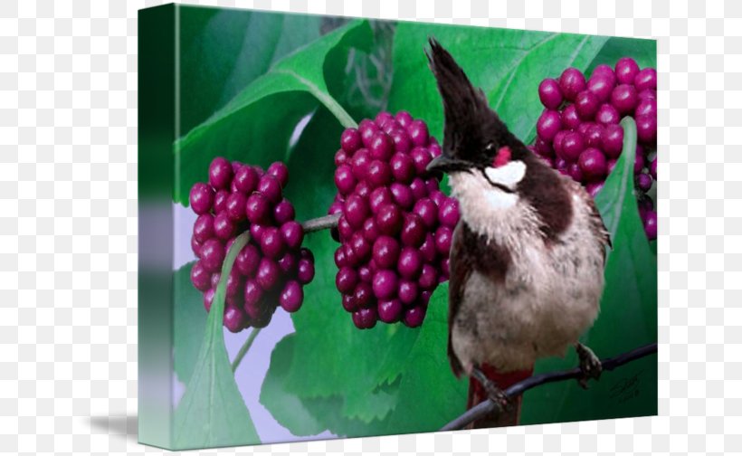 Fauna Beak, PNG, 650x504px, Fauna, Beak, Berry, Bird, Flora Download Free