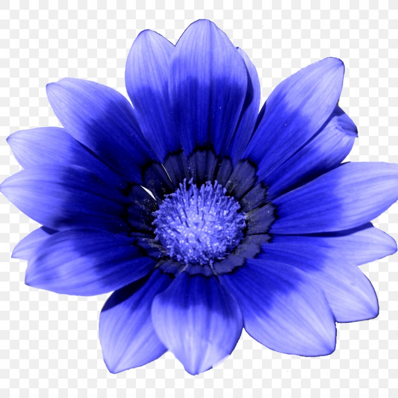 Flower Blue Painting Photography Clip Art, PNG, 1280x1280px, Flower, Anemone, Animation, Annual Plant, Art Download Free