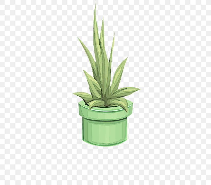 Flowerpot Houseplant Green Plant Agave, PNG, 503x720px, Flowerpot, Agave, Flower, Green, Houseplant Download Free
