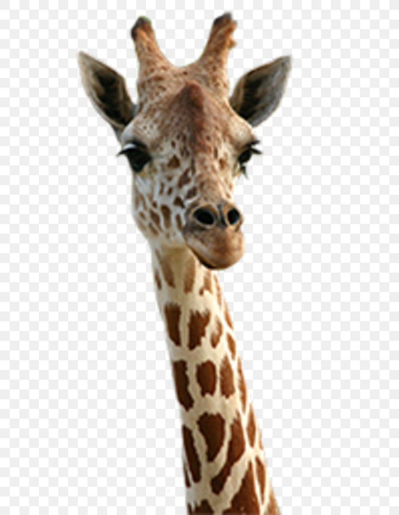 Giraffe Animal Desktop Wallpaper Cuteness, PNG, 700x1058px, Giraffe, Animal, April, Cheezburger Inc, Cuteness Download Free