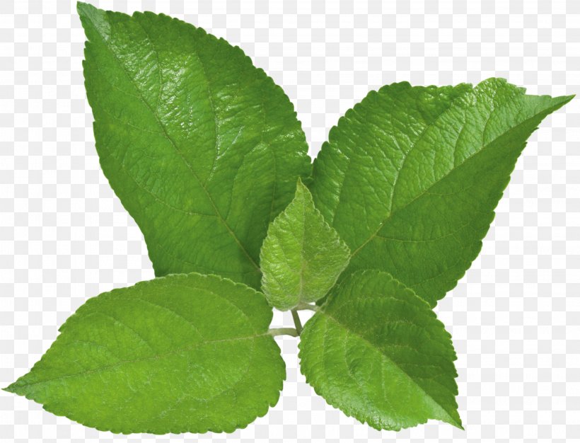 Herbalism Peppermint Plant Leaf, PNG, 3231x2468px, Herb, Herbalism, Leaf, Peppermint, Plant Download Free