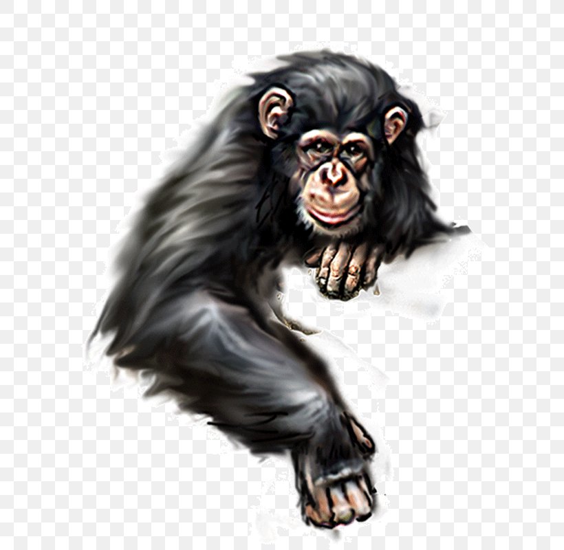 Orangutan Ape, PNG, 800x800px, Orangutan, Ape, Chimpanzee, Common Chimpanzee, Fur Download Free