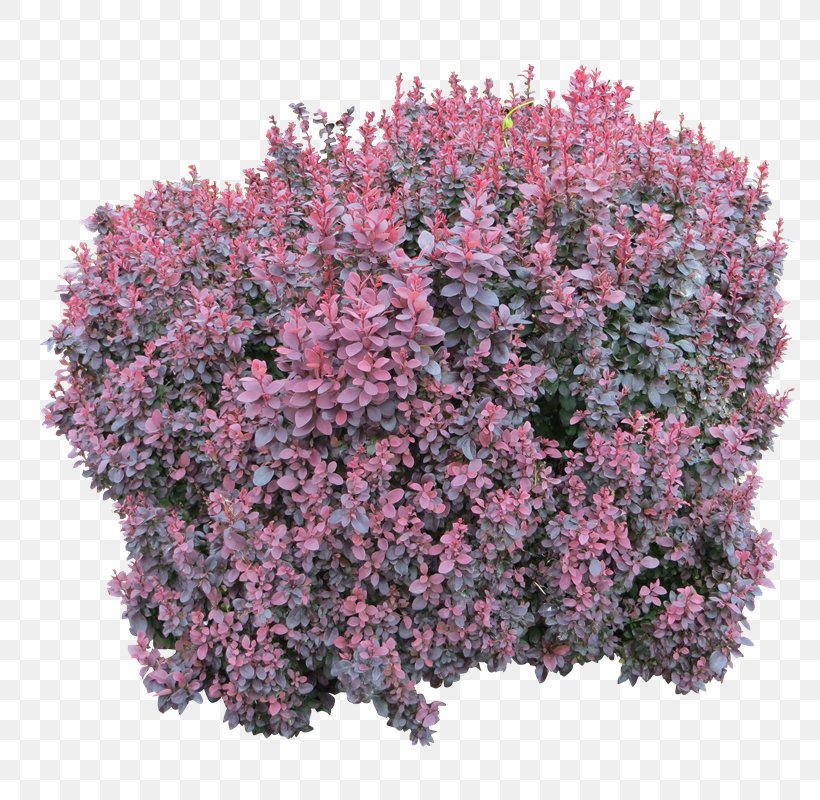 Shrub Clip Art, PNG, 800x800px, Shrub, Annual Plant, Flower, Groundcover, Image File Formats Download Free
