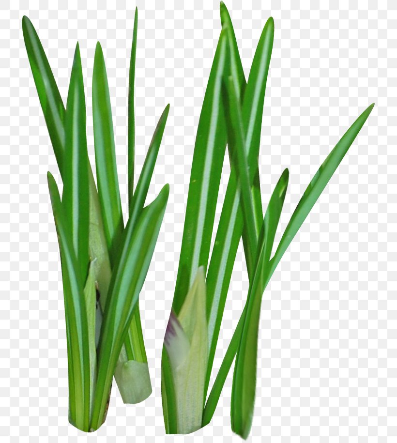 Weed Grass Plant Clip Art, PNG, 731x915px, Weed, Allium Fistulosum, Commodity, Designer, Google Images Download Free