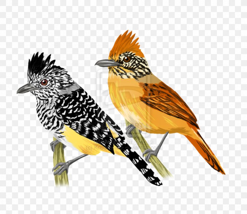 Beak Fauna Feather Cuckoos, PNG, 900x782px, Beak, Bird, Cuckoos, Cuculiformes, Fauna Download Free