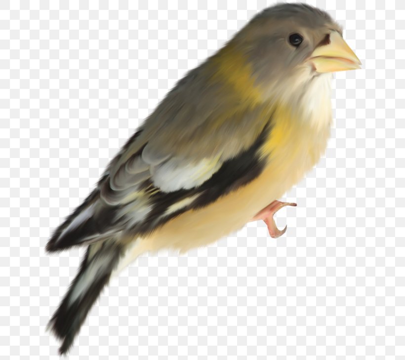 Bird Passerine Parrot Finches Beak, PNG, 648x729px, Bird, American Sparrows, Beak, Blue, Brambling Download Free