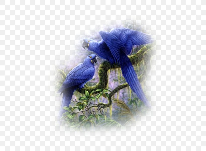 Bird Perroquet Parrot, PNG, 500x600px, Bird, Animation, Avatar, Beak, Blog Download Free