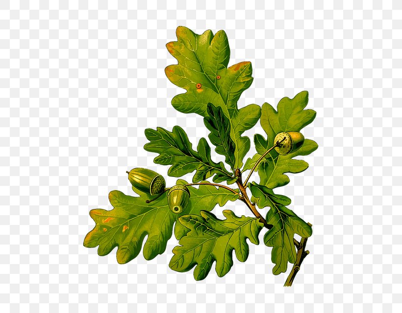 English Oak Clip Art Leaf Acorn, PNG, 575x640px, English Oak, Acorn, Autumn Leaf Color, Beech Family, Branch Download Free