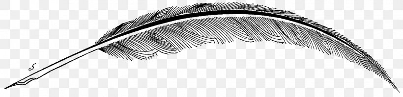 Feather Line Art Eyebrow White, PNG, 1630x394px, Feather, Black, Black And White, Black M, Eyebrow Download Free