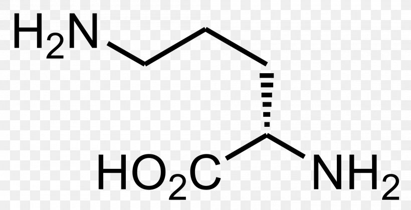 Ornithine Decarboxylase Arginine Beta-Methylamino-L-alanine Amino Acid, PNG, 2000x1022px, Ornithine, Amino Acid, Area, Arginine, Betamethylaminolalanine Download Free