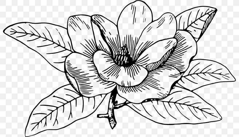 Southern Magnolia Coloring Book Chinese Magnolia Magnolia Campbellii Louisiana, PNG, 800x469px, Southern Magnolia, Adult, Animal, Artwork, Black And White Download Free
