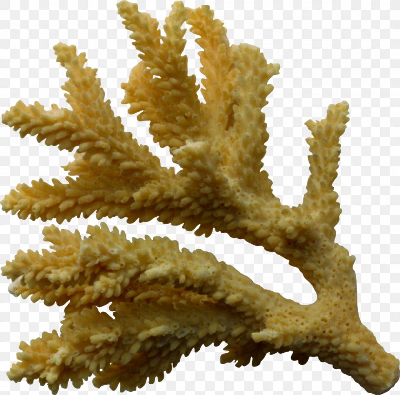 Coral Clip Art, PNG, 1037x1024px, Coral, Animal, Data, Invertebrate, Marine Invertebrates Download Free