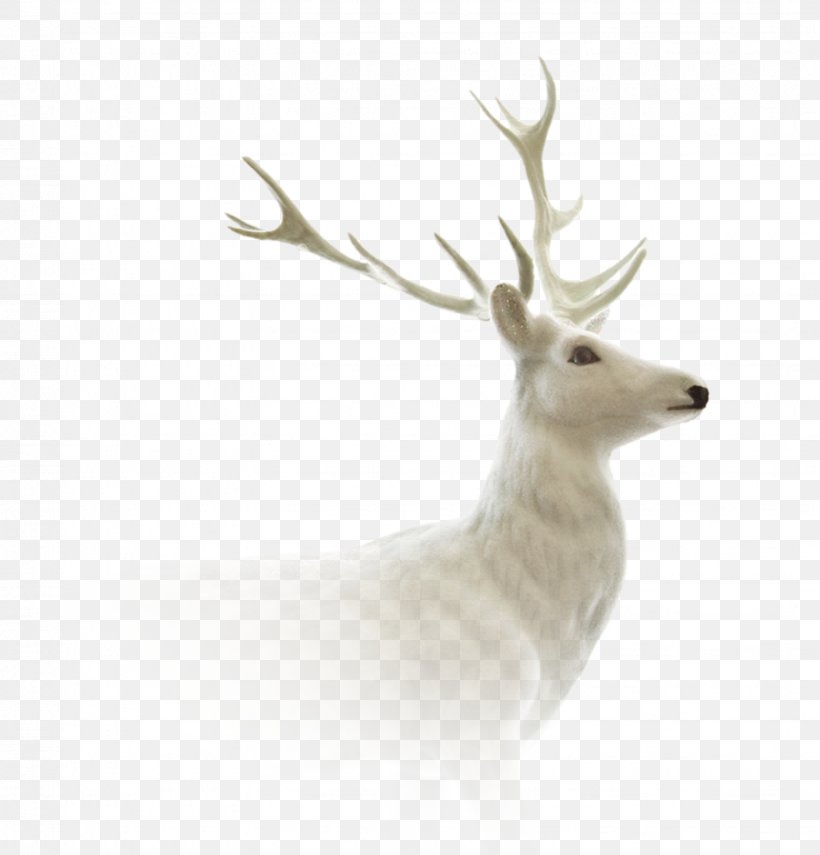 Reindeer Moose Elk Roe Deer Capreolinae, PNG, 1634x1704px, Reindeer, Antler, Capreolinae, Cervinae, Chital Download Free