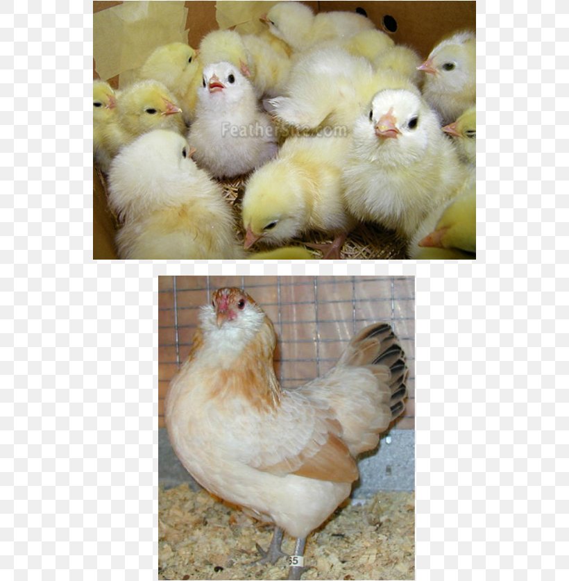 Rooster Ameraucana Orpington Chicken Araucana Easter Egger, PNG, 554x837px, Rooster, Ameraucana, Araucana, Bantam, Beak Download Free