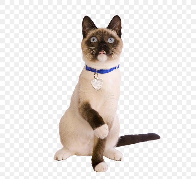 Siamese Cat Thai Cat Domestic Short-haired Cat Whiskers Cat Food, PNG, 600x751px, Siamese Cat, Animal, Carnivoran, Cat, Cat Food Download Free